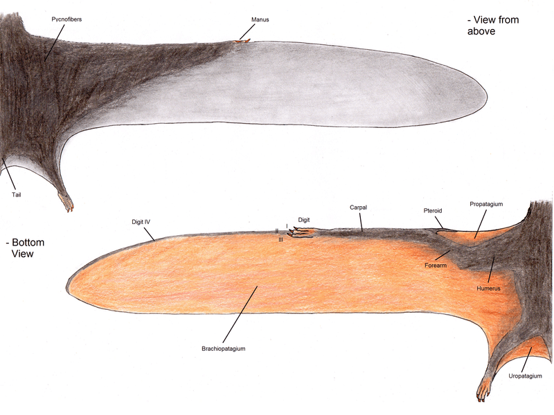 Pterosaur Wing Structure