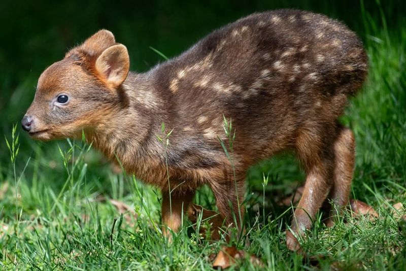 Pudu