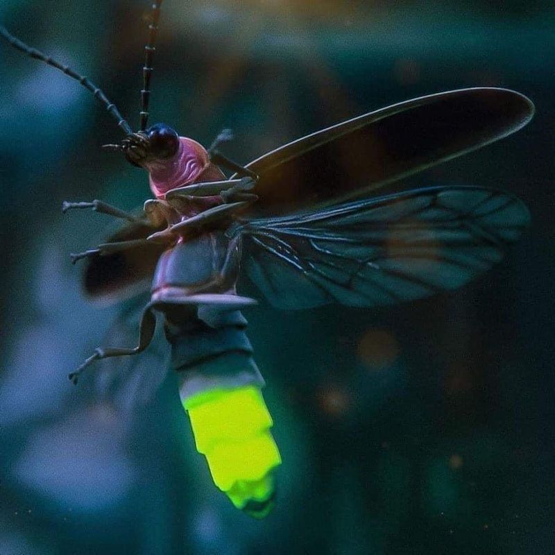 Firefly – Bioluminescence