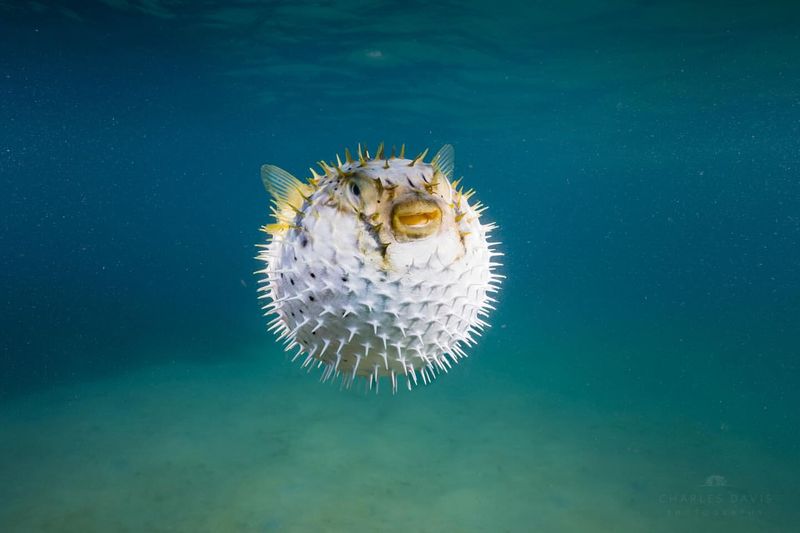 Pufferfish