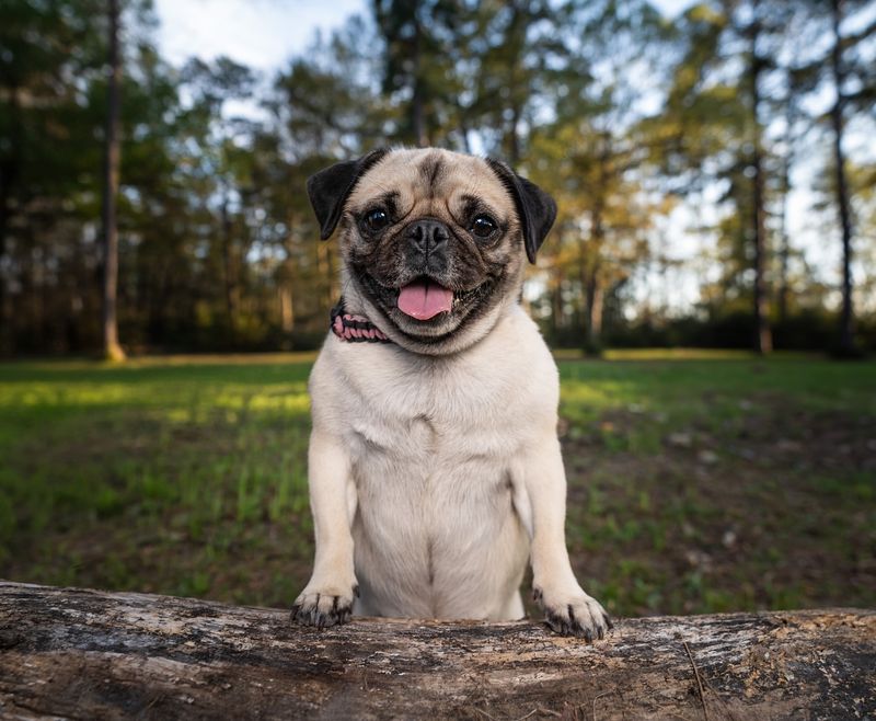 Pug