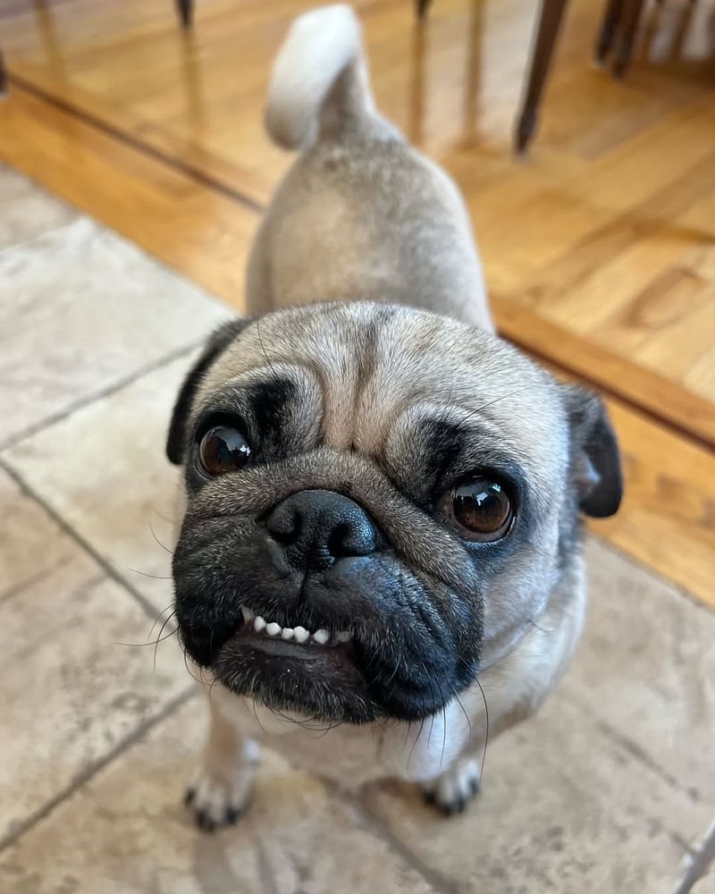 Pug