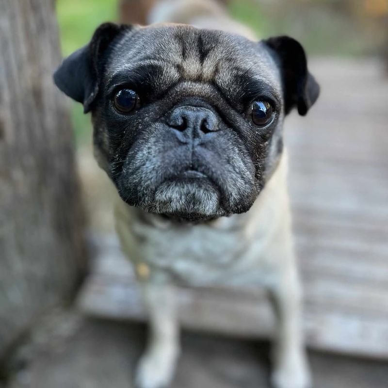 Pug