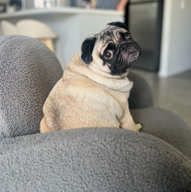 Pug