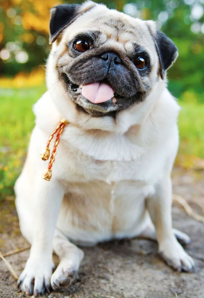 Pug