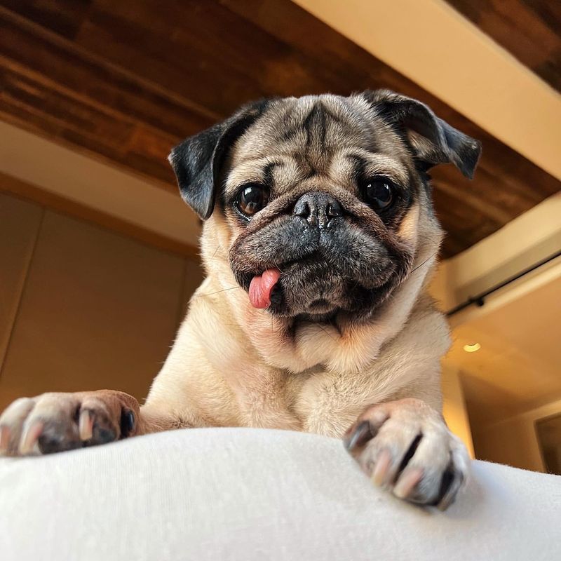 Pug