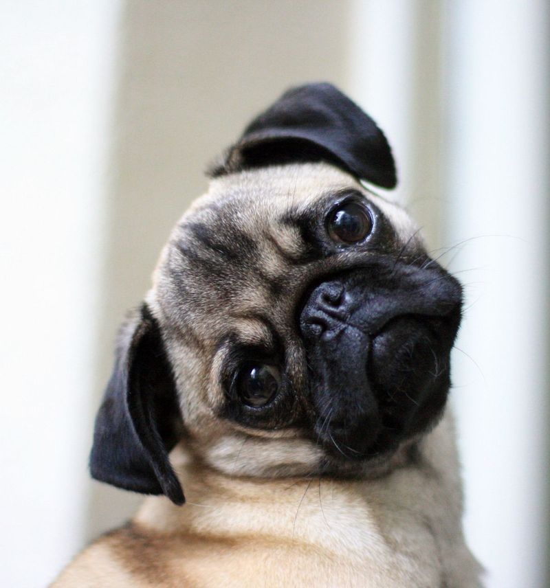 Pug