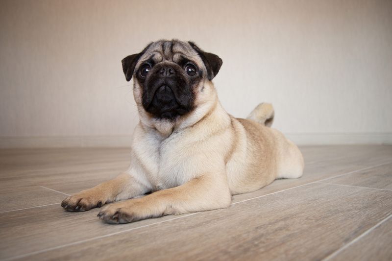 Pug