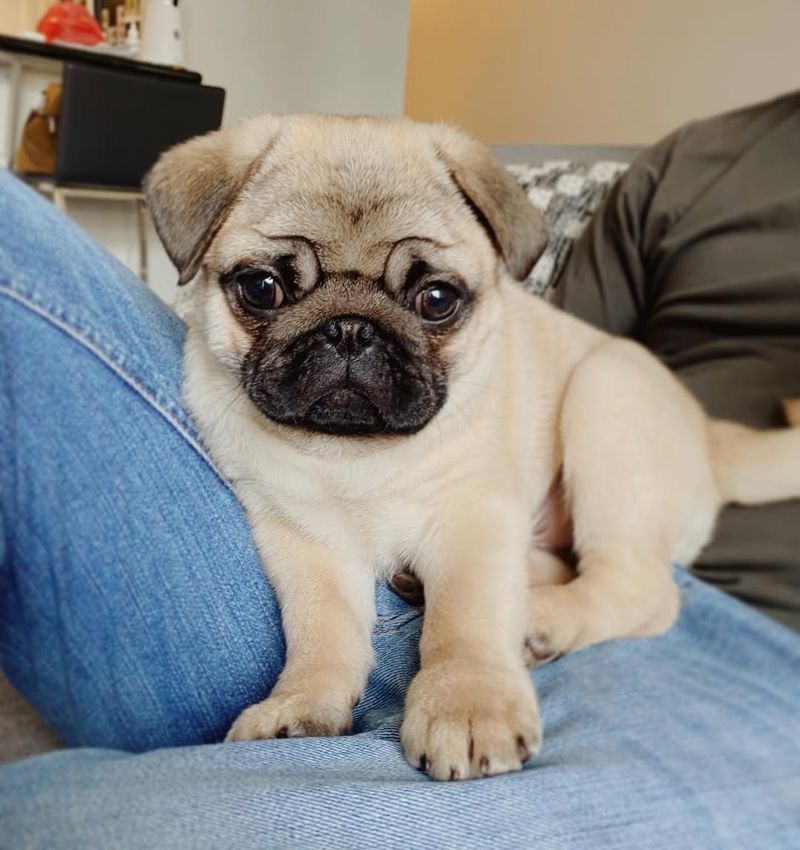 Pug Puppy