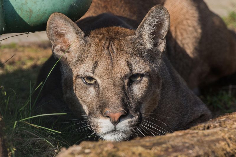 Puma's Silent Prowl