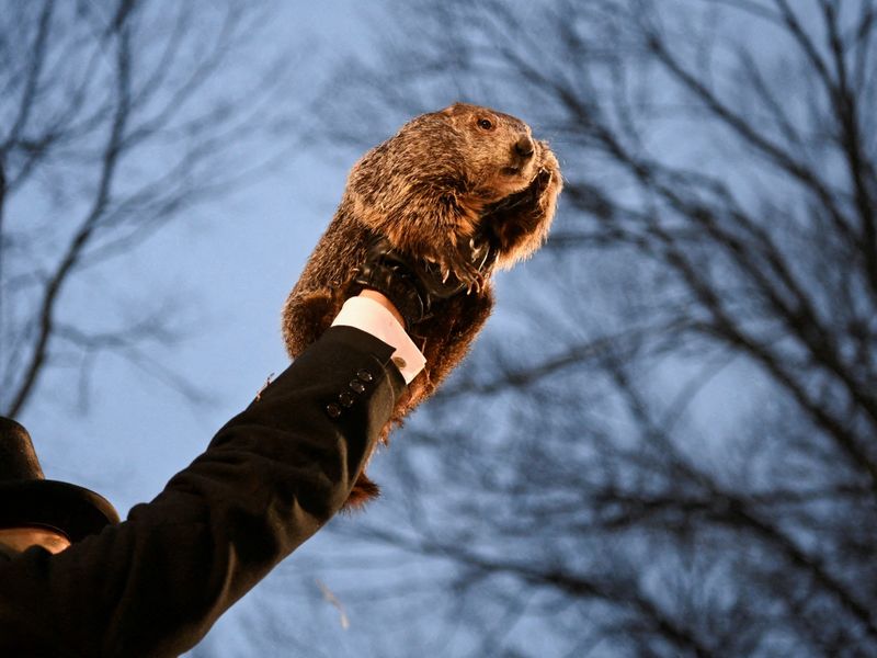 Punxsutawney Phil