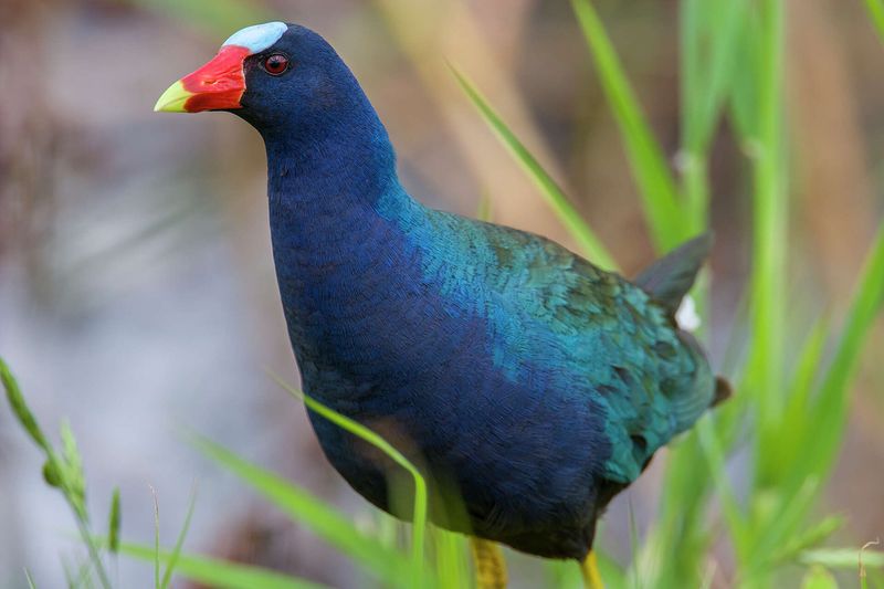 Purple Gallinule