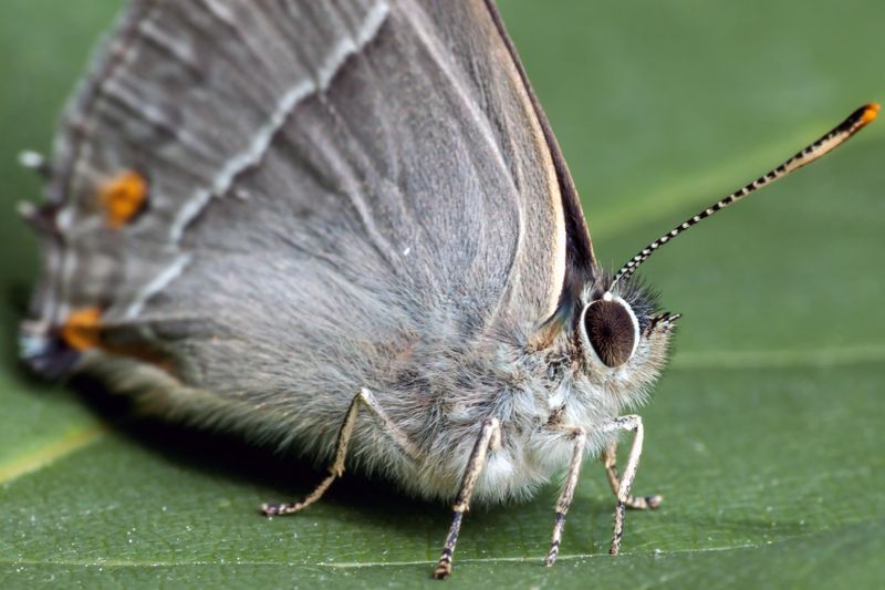 Purple Hairstreak - Massachusetts