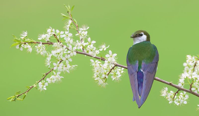 Violet-green Swallow