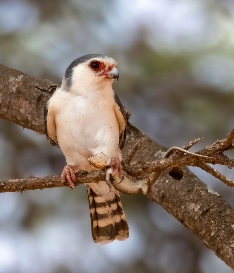 Pygmy Falcon