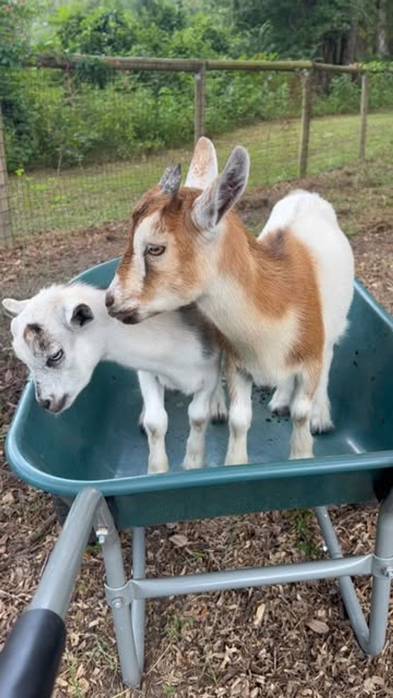 Pygmy Goat