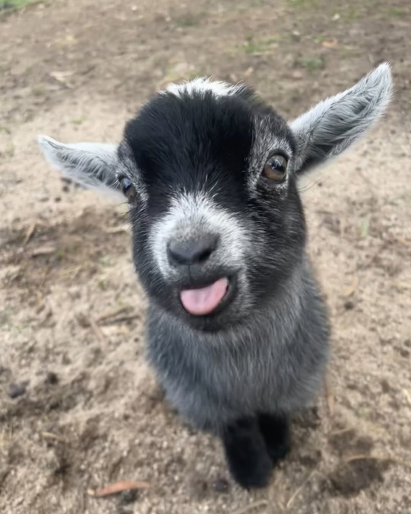 Pygmy Goat