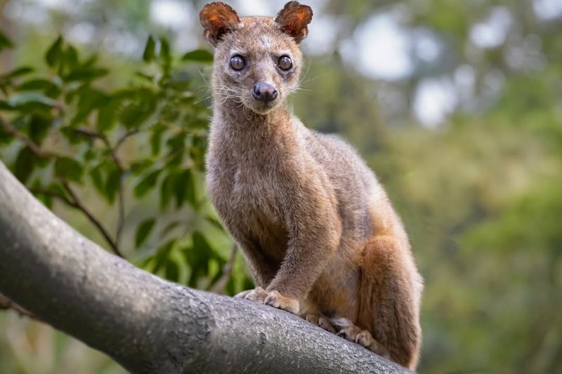 Fossa