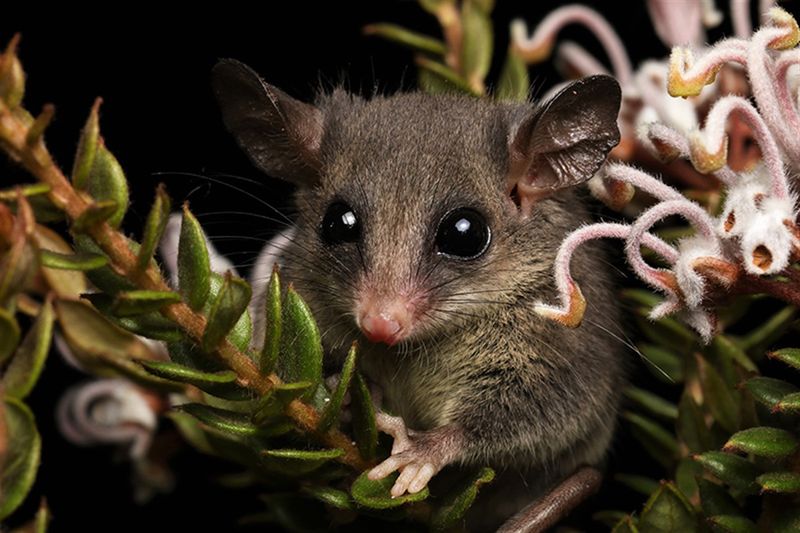 Pygmy Possum