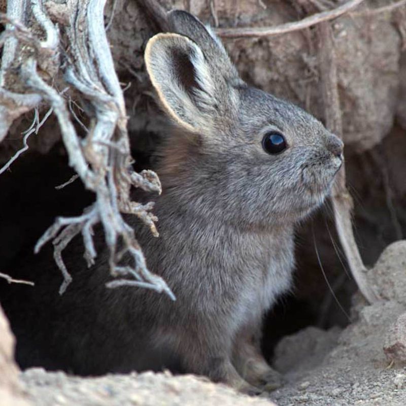 Pygmy Rabbit