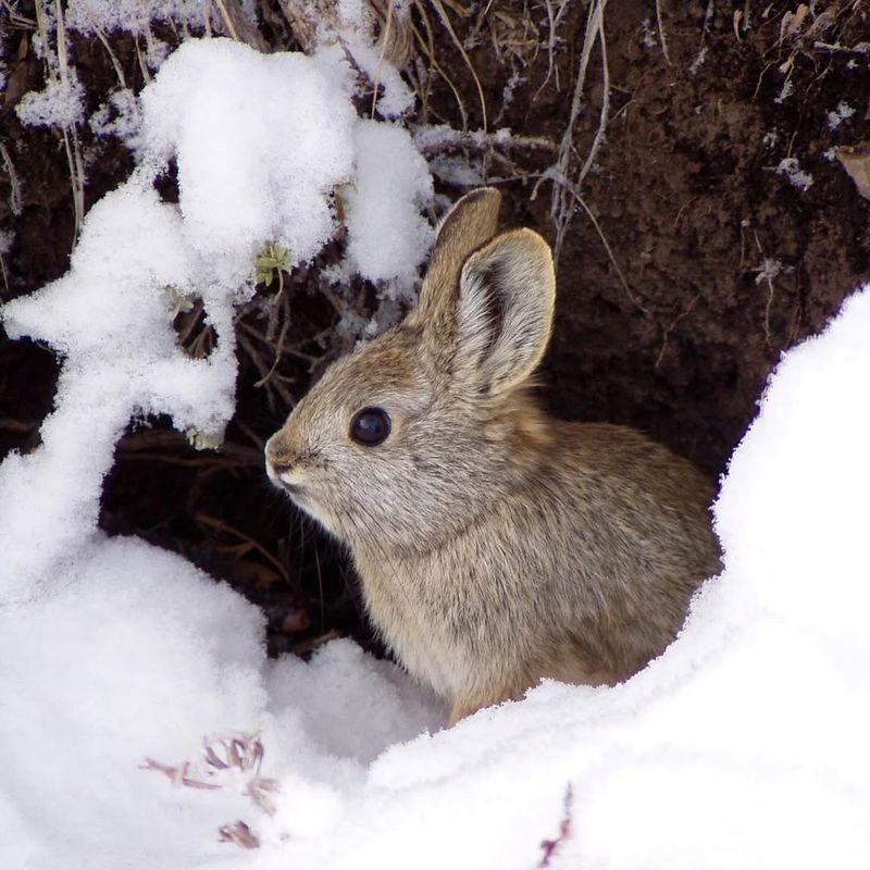 Pygmy Rabbit