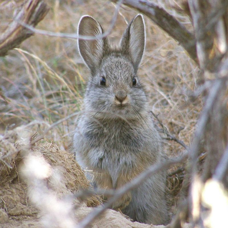 Pygmy Rabbit