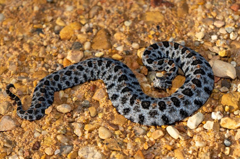 Pygmy Rattlesnake