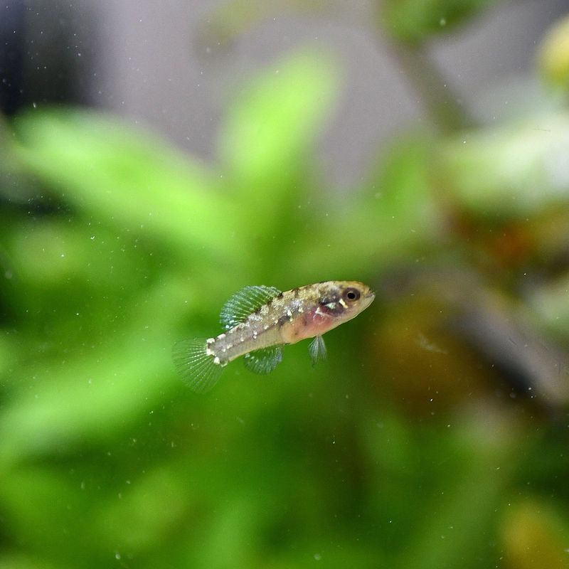 Pygmy Sunfish