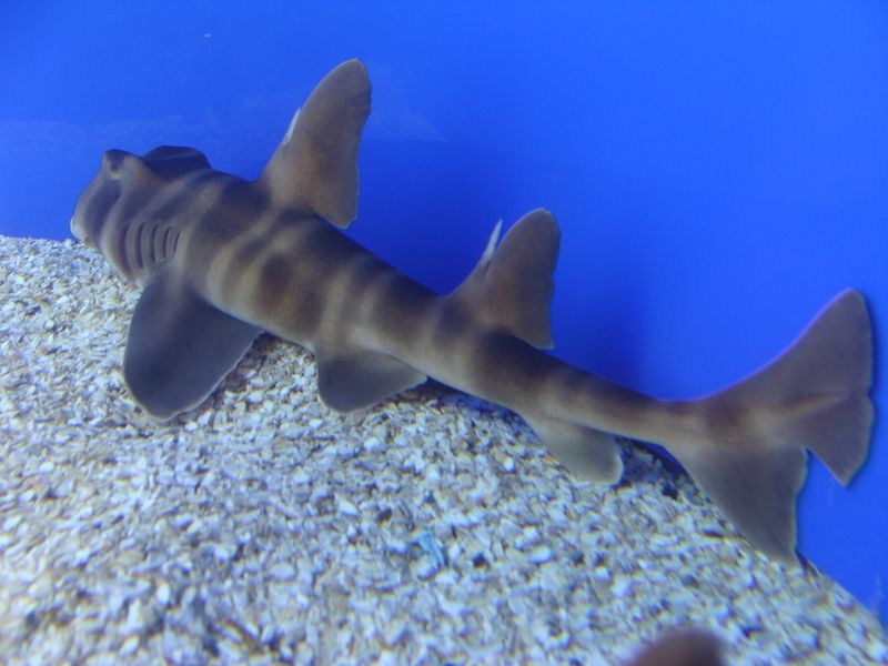 Japanese Bullhead Shark