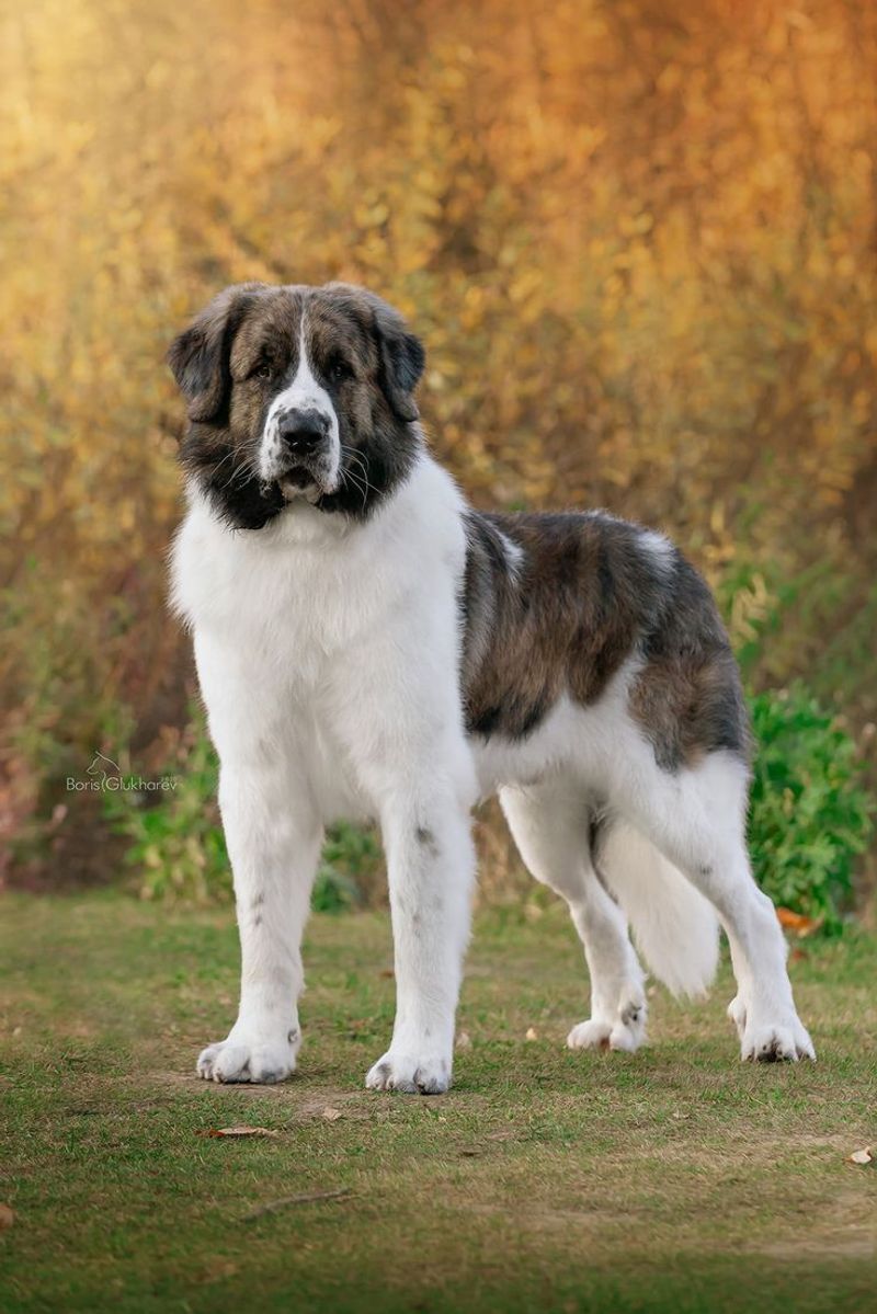 Pyrenean Mastiff