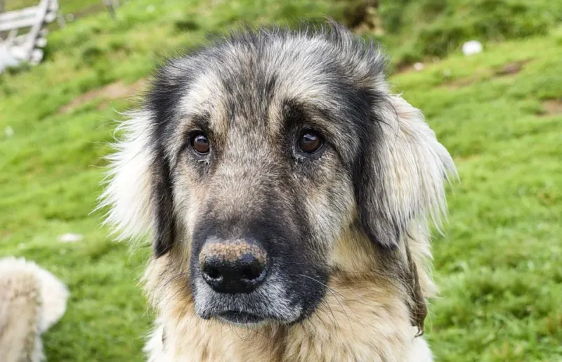 Pyrenean Mountain Dog