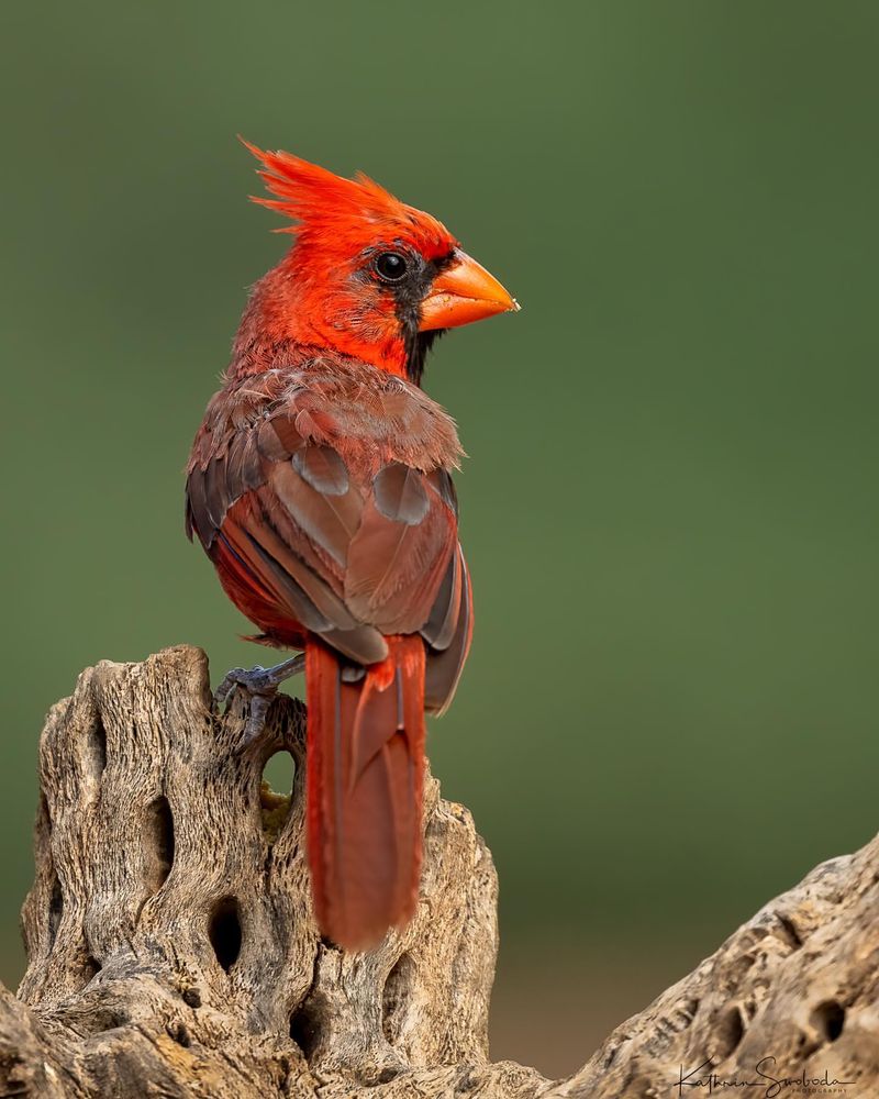 Pyrrhuloxia