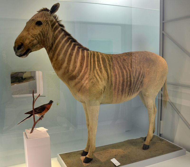 Quagga