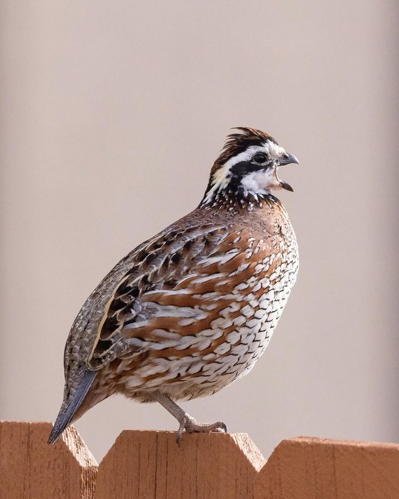 Quail