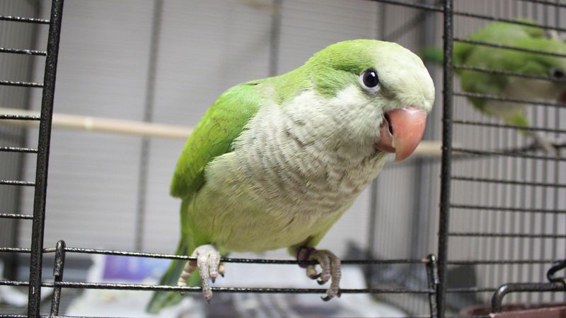 Quaker Parrot