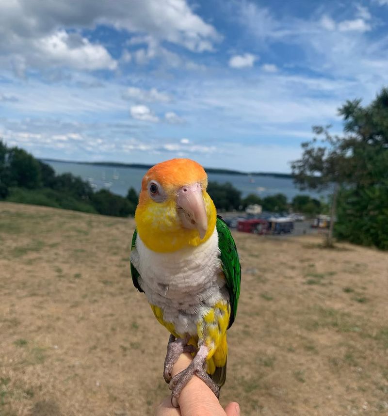 Caique