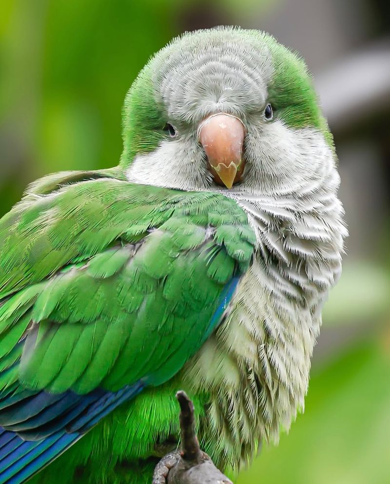 Quaker Parrot (Monk Parakeet)