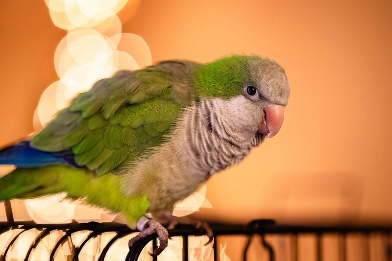 Quaker Parrot