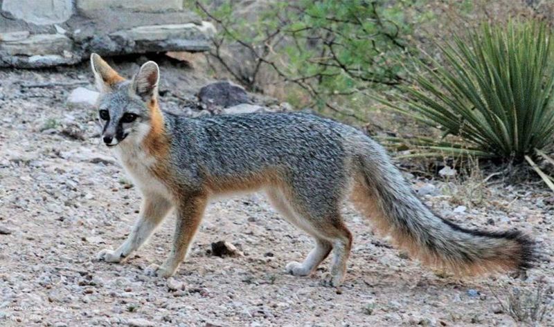 Gray Fox