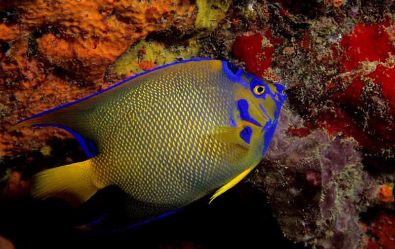 Queen Angelfish