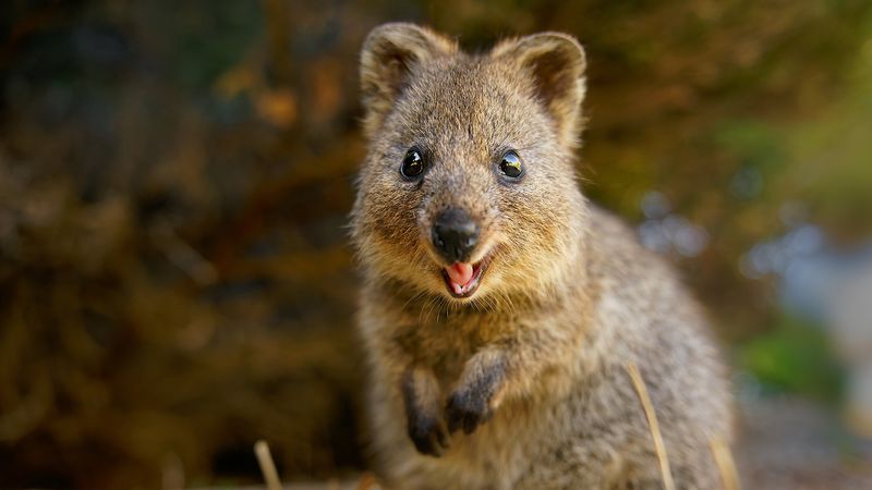 Quokka