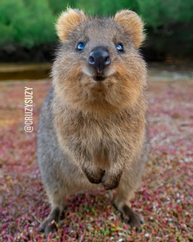 Quokka