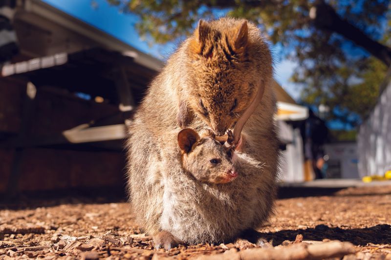 Quokka Reproduction and Care