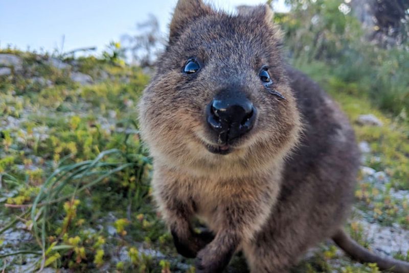 Quokkas' Friendly Appearance