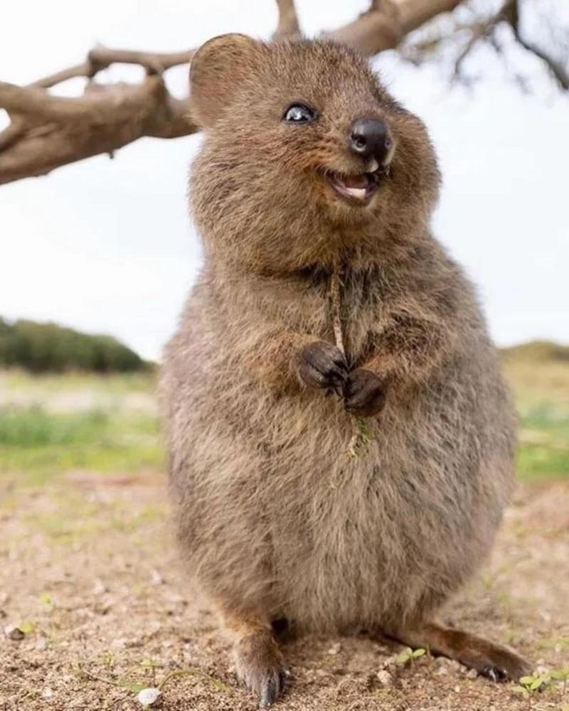 Quokkas' Unique Diet