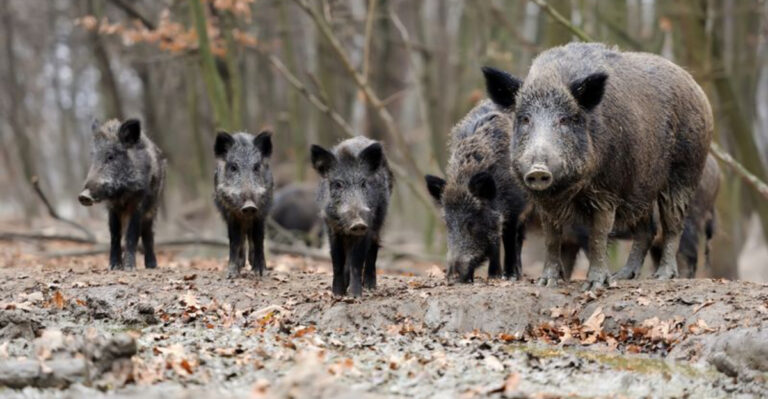 Feral Hogs Are A Growing Menace In The U.S.