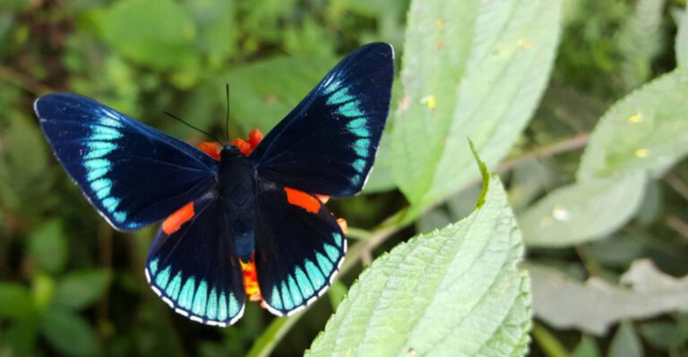 How Long Do Butterflies Live?