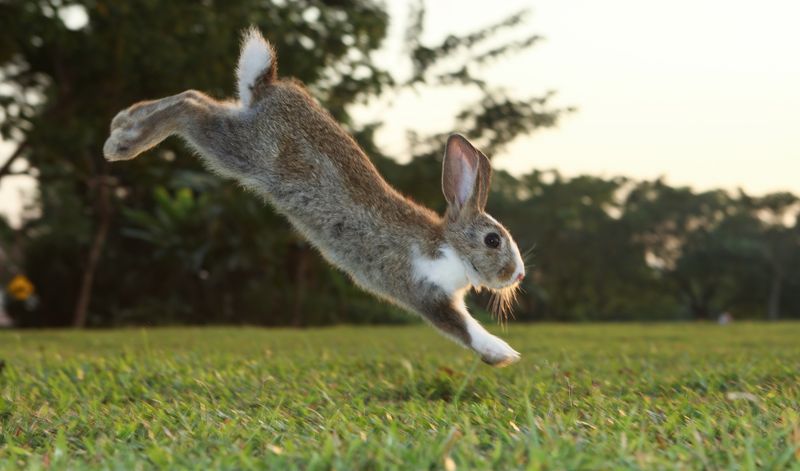 Rabbits Are Capable of Jumping Over 3 Feet High