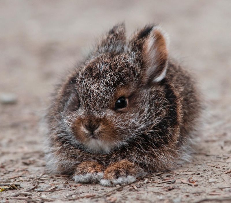 Rabbits Are Crepuscular