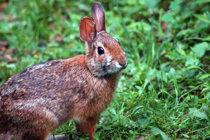 Rabbits Are Natural Yogis